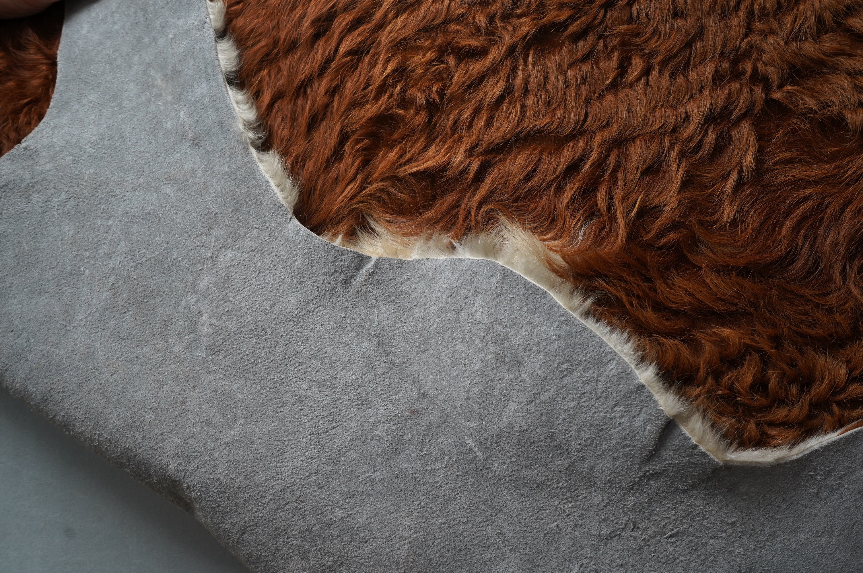 A cowhide rug, 190cm wide, 230cm long. Condition - fair